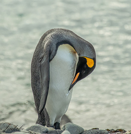 King Penguin South Georgia