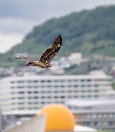 20241002Nagasaki_1480-Edit