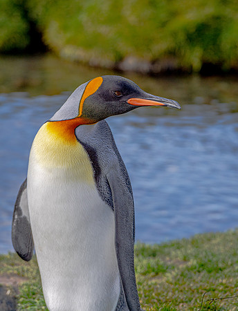 King Penguin SouthGeorgiaFortunaBay20200311_0510