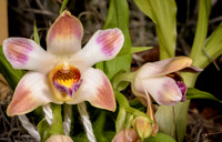 Orchids