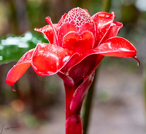 PapeeteTahitiFrenchPolynesia20191205_0066