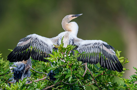 AnhingaImmatureVeniceRookery20190401_0416