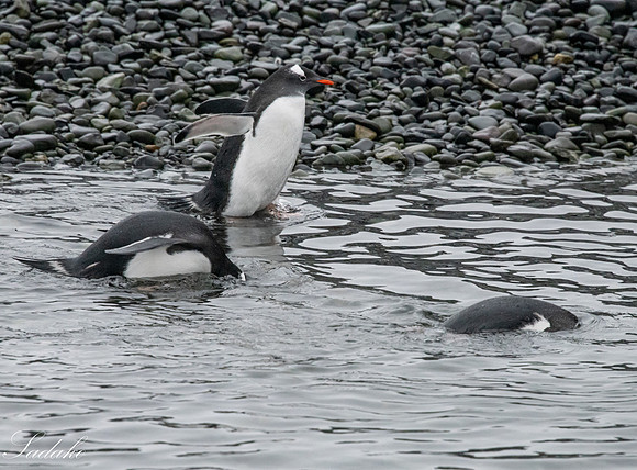Gentoo Penguin Falkland Islands_DSC2848