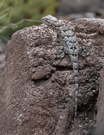 DesertMuseum20220503-21