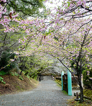 20250304AburatsuJapan_0326