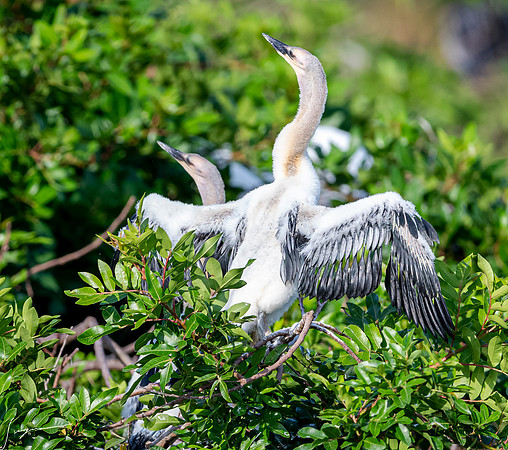 AnhingaImmatureVeniceRookery20190401_0378