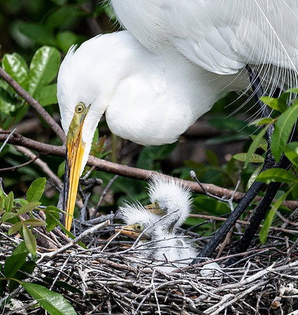 VeniceRookery20190401_1581