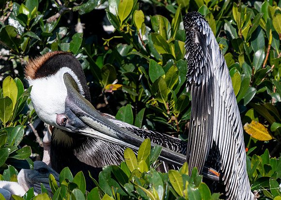 BrownPelicanVinoyParkStPete20190410_1318