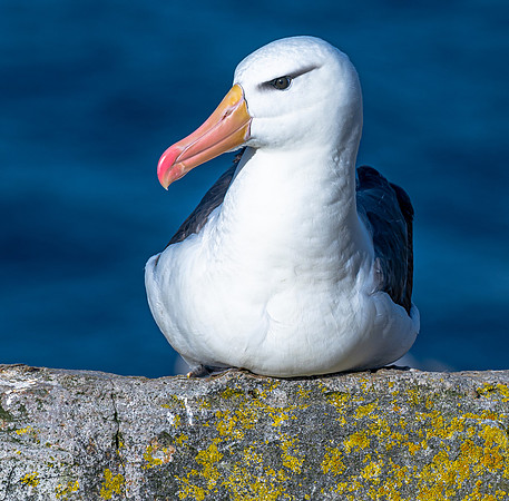 Black-browed Albatross FalklandIslandsWestPointIsland20200316_0814