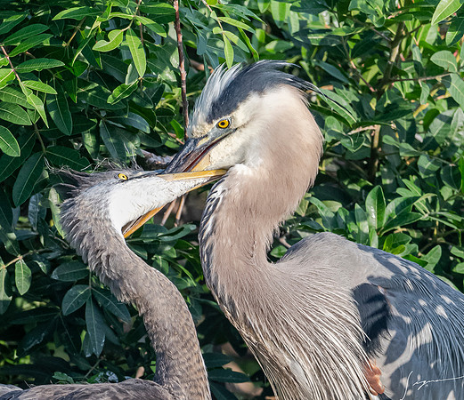 GreatBlueHeronchicksVeniceRookery20190401_0045