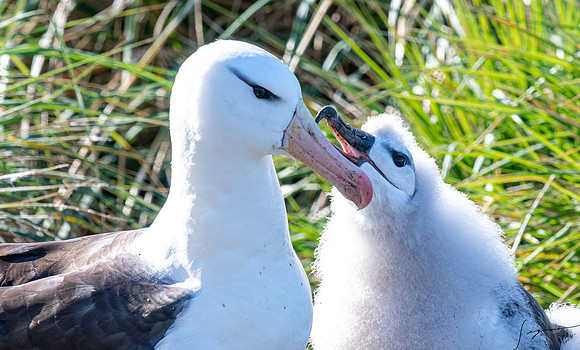 Black-browed Albatross FalklandIslandsWestPointIsland20200316_0288