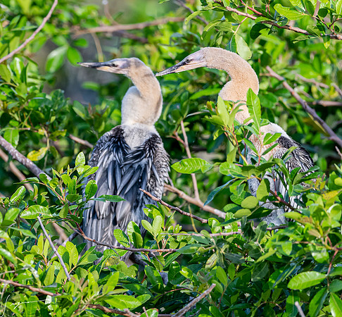 AnhingaImmatureVeniceRookery20190401_0320