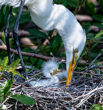 VeniceRookery20190401_0789