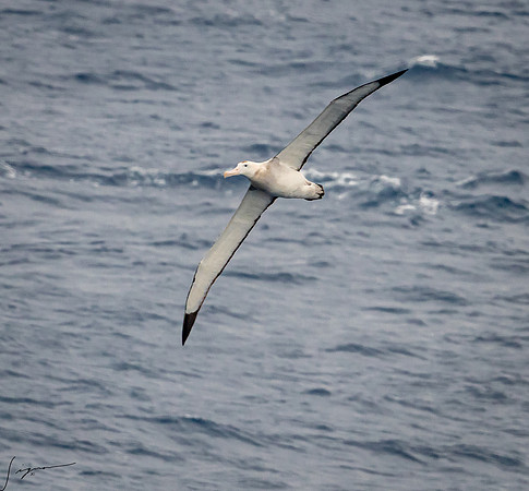 Wandering Albatross AtlanticOcean20200312_0295