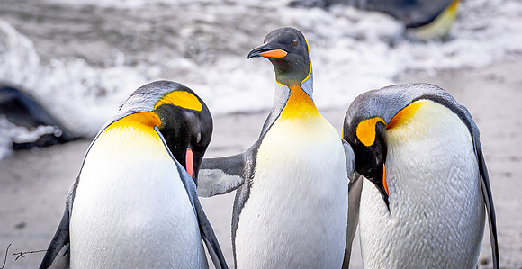 King Penguin SouthGeorgiaFortunaBay20200311_0059