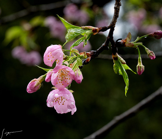 20250304AburatsuJapan_0365