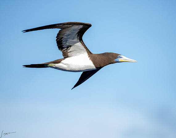 20250108SeaDay_0184-Edit