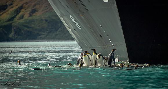 King Penguin South Georgia_DSC4338-2