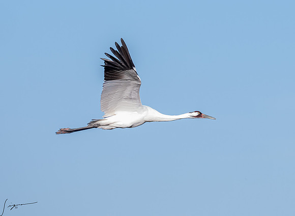 Whooping Crane    _DSC0607-Edit
