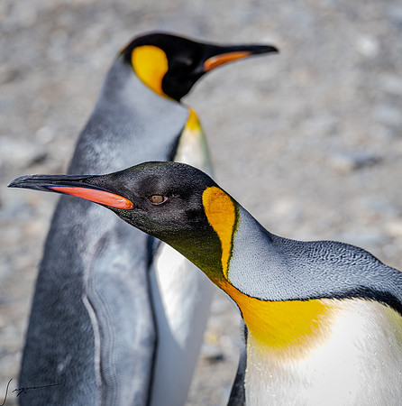 King Penguin SouthGeorgiaFortunaBay20200311_1197
