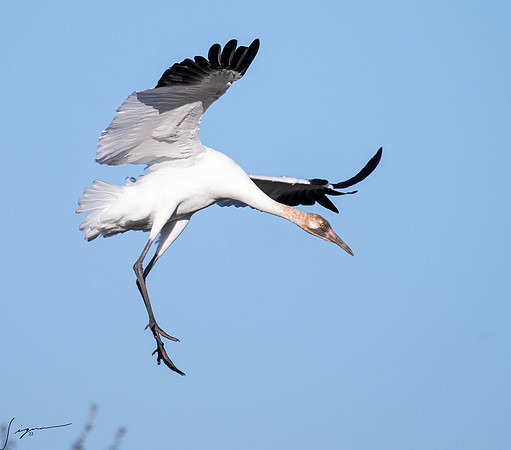 Whooping Crane    _DSC0768-Edit