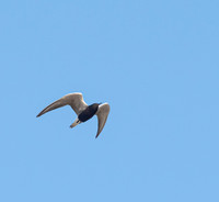 Shorebirds Galveston Island TX