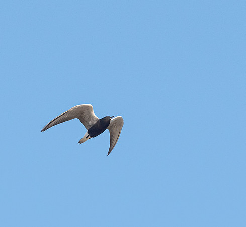 Black Tern Breeding Adult Galveston20210507_0924