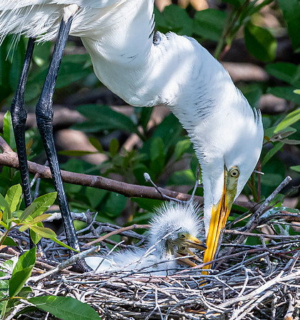 VeniceRookery20190401_0790