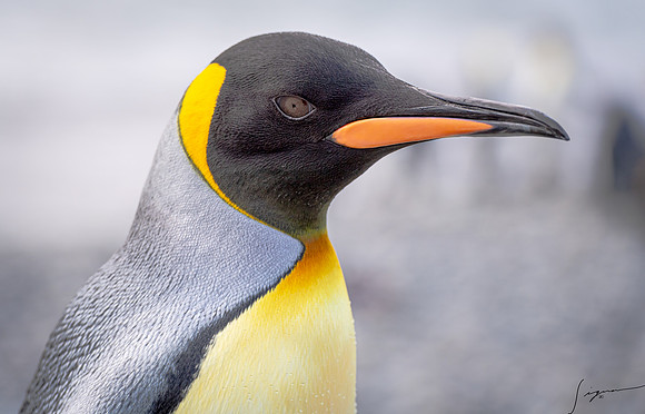 King Penguin SouthGeorgiaFortunaBay20200311_0178