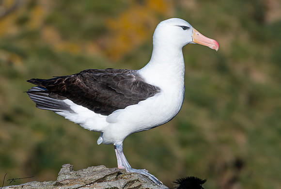 Black-browed Albatross FalklandIslandsWestPointIsland20200316_0639