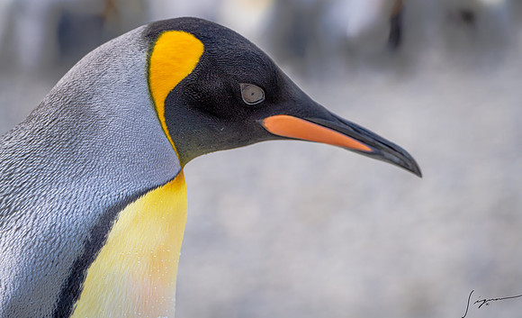 King Penguin SouthGeorgiaFortunaBay20200311_0170