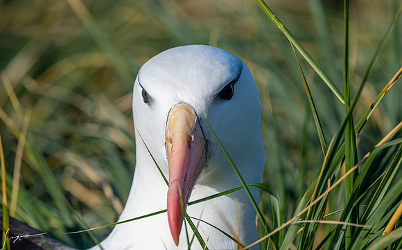 Black-browed Albatross FalklandIslandsWestPointIsland20200316_0422