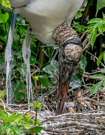 NorthLakesNestingArea20190408_0566