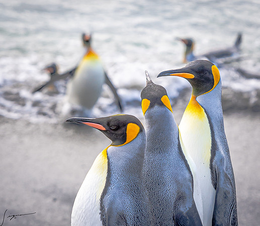 King Penguin SouthGeorgiaFortunaBay20200311_0101