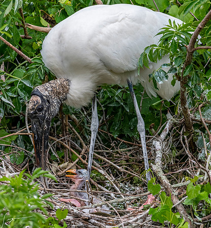 NorthLakesNestingArea20190408_0425