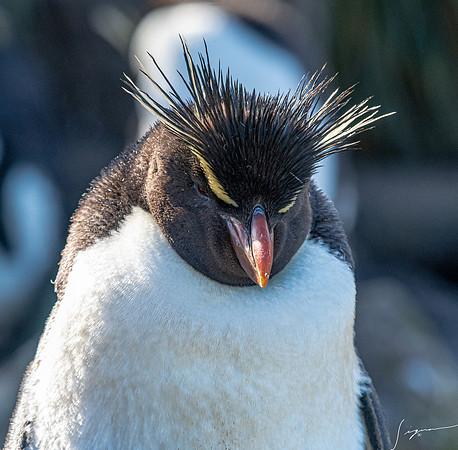 Rockhopper Penguin FalklandIslandsWestPointIsland20200316_0236