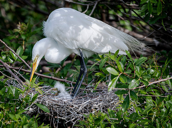 VeniceRookery20190401_0979