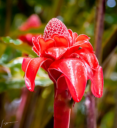PapeeteTahitiFrenchPolynesia20191205_0054