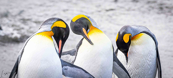 King Penguin SouthGeorgiaFortunaBay20200311_0063