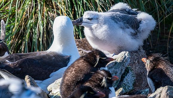 Black-browed Albatross FalklandIslandsWestPointIsland20200316_0076