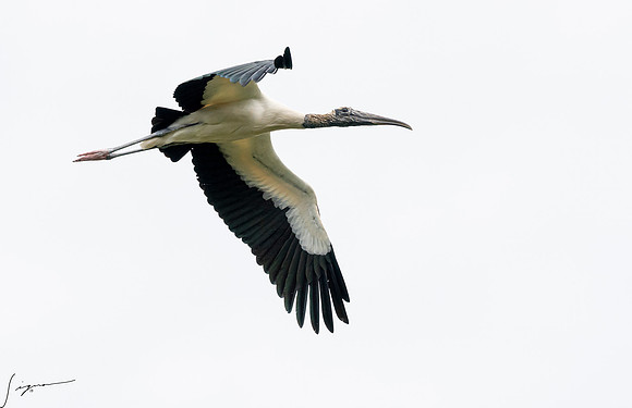 WoodStorkNorthLakesNestingArea20190408_0082