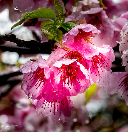 20250304AburatsuJapan_0177-Edit