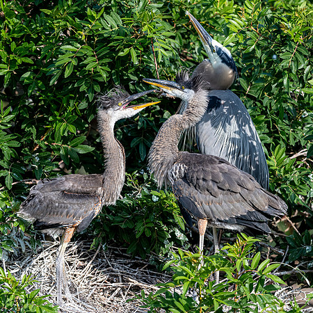 VeniceRookery20190401_0531