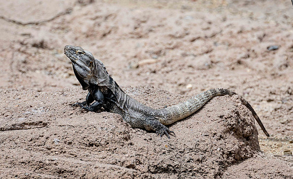 DesertMuseum20220503-69