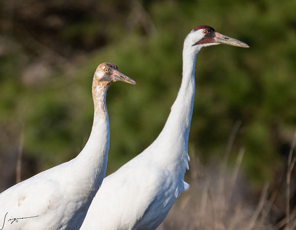 Whooping Crane    _DSC1107-Edit