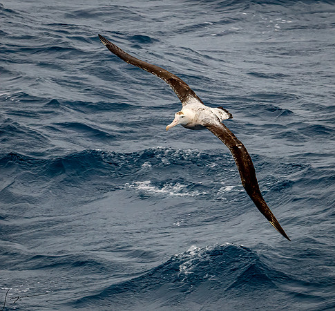 Wandering Albatross AtlanticOcean20200312_0302-Edit
