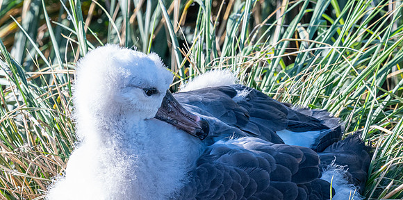 Black-browed Albatross FalklandIslandsWestPointIsland20200316_0114