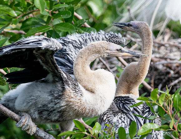 VeniceRookery20190401_1084