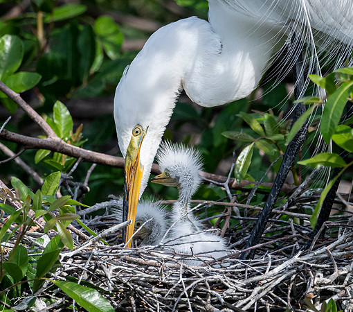 VeniceRookery20190401_1253