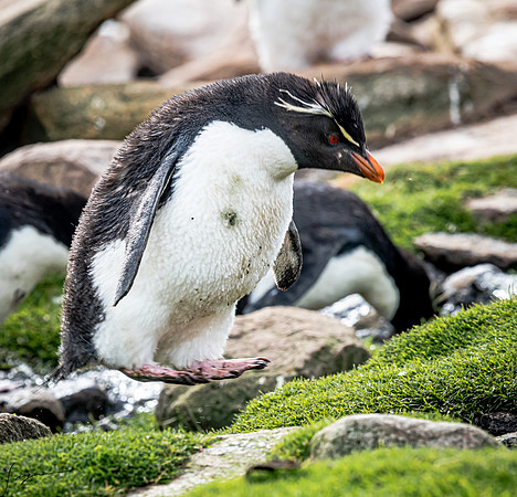 Rockhopper Penguin FalklandIslandsSaundersIsland20200315_0229